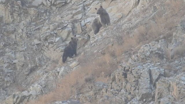 مشاهده خرس ماده و دو توله در منطقه حفاظت‌ شده البرز