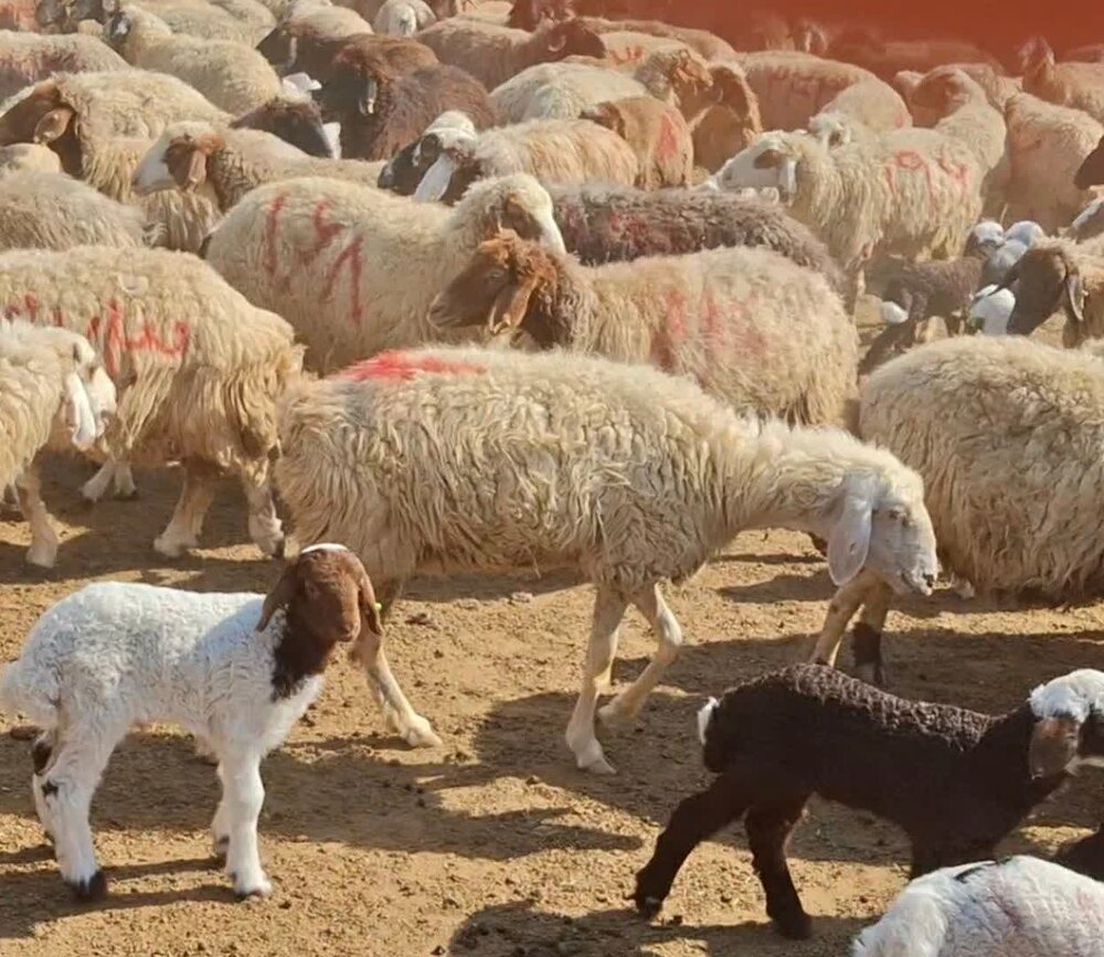 افزایش جمعیت دام سبک دهلران در شرایط چالش اقلیمی