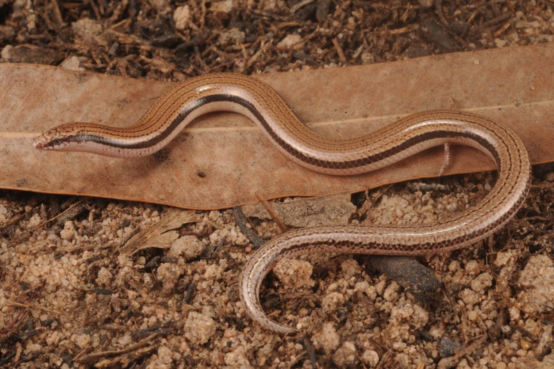 مارمولک «بیدست» پس از ۱۰ سال جستجو، بهعنوان گونه جدید معرفی شد