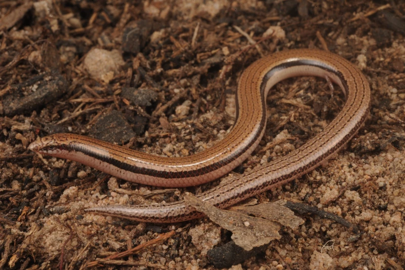 مارمولک «بی‌دست» پس از ۱۰ سال جستجو، به‌عنوان گونه‌ جدید معرفی شد 