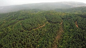 جنگل‌های آفریقا به منبع اصلی کربن تبدیل شده‌اند