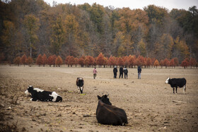 گله گاو در بستر ترک‌خورده دریاچه الندان؛ جایی که تا چند ماه پیش زیر آب قرار داشت.