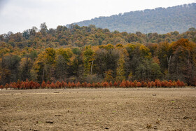 چشم‌انداز پاییزی جنگل‌های اطراف الندان؛ دریاچه‌ای که سطح آب آن به شکل بی‌سابقه‌ای کاهش یافته است.