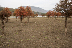 درختان حاشیه‌ای که ریشه‌های آن‌ها به دلیل عقب‌نشینی آب کاملاً نمایان شده و نشانه‌ای از خشکی کم‌سابقه دریاچه است.