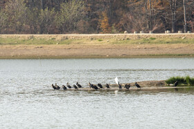 مرغابی‌ها روی لکه‌ای کوچک از آب باقی‌مانده؛ نشانه‌ای از محدود شدن زیستگاه پرندگان مهاجر.