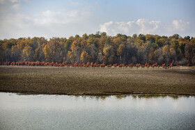 کاهش چشمگیر آب در بخش جنوبی دریاچه الندان؛ درختانی که یک‌باره از دل آب بیرون افتاده‌اند.