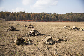 تنه‌های خشک و پوسیده درختان در قلب دریاچه؛ یادگاری از زمانی که این منطقه زیر آب قرار داشت.