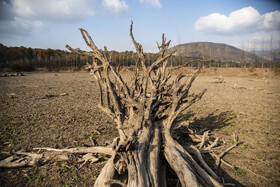 درختی تنها که ریشه‌های آن کاملاً برهنه شده؛ نشانه روشن کاهش شدید تراز آب در پاییز امسال.