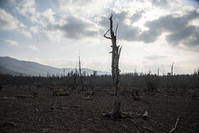 لاشه درختان و خاک ترک‌خورده در بخش جنوب‌غربی دریاچه الندان؛ تصویری از خشکسالی کم‌سابقه امسال.