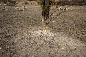 تنه خشک و بلند یک درخت در مرکز دریاچه؛ باقی‌مانده‌ای که پس از عقب‌نشینی کامل آب پدیدار شده است.