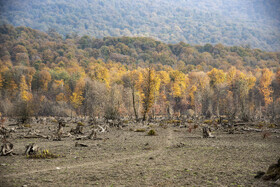تنه‌های خشک و پوسیده درختان در قلب دریاچه؛ یادگاری از زمانی که این منطقه زیر آب قرار داشت.