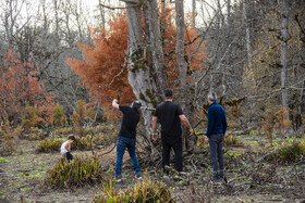 سه گردشگر در میان جنگل‌های پاییزی اطراف الندان؛ تضاد میان زیبایی جنگل و بستر خشک دریاچه.