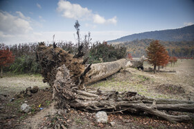 تنه‌های خشک و پوسیده درختان در قلب دریاچه؛ یادگاری از زمانی که این منطقه زیر آب قرار داشت.