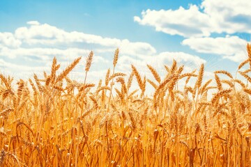 معرفی گندم‌های مقاوم به خشکی برای اقلیم جنوب شرق استان تهران