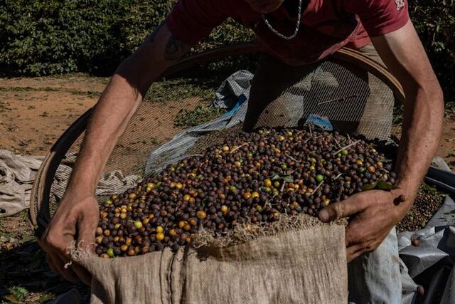 طعم قهوه برزیل متفاوت می‌شود