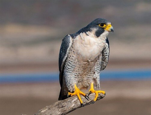 تلاش‌های ایران برای جلوگیری از تغییر وضعیت گونه بحری در کنوانسیون سایتیس