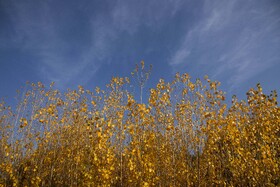 اَلِشتَر؛ تابلوی زنده پاییز در قلب زاگرس
