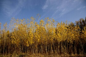 اَلِشتَر؛ تابلوی زنده پاییز در قلب زاگرس
