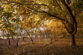 اَلِشتَر؛ تابلوی زنده پاییز در قلب زاگرس
