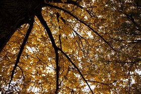 اَلِشتَر؛ تابلوی زنده پاییز در قلب زاگرس
