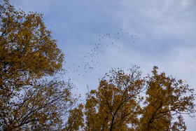 اَلِشتَر؛ تابلوی زنده پاییز در قلب زاگرس
