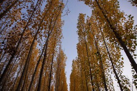 اَلِشتَر؛ تابلوی زنده پاییز در قلب زاگرس
