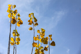 اَلِشتَر؛ تابلوی زنده پاییز در قلب زاگرس
