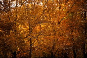 اَلِشتَر؛ تابلوی زنده پاییز در قلب زاگرس
