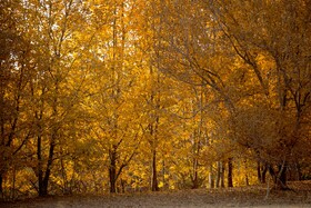 اَلِشتَر؛ تابلوی زنده پاییز در قلب زاگرس
