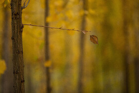 اَلِشتَر؛ تابلوی زنده پاییز در قلب زاگرس
