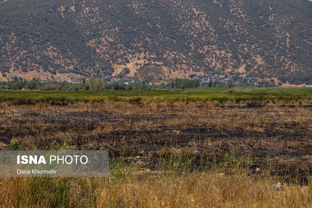 تپش زندگی در نگین غرب؛ وقتی حالِ خوش «زریوار» آرزوی تالابهای ایران است+ فیلم