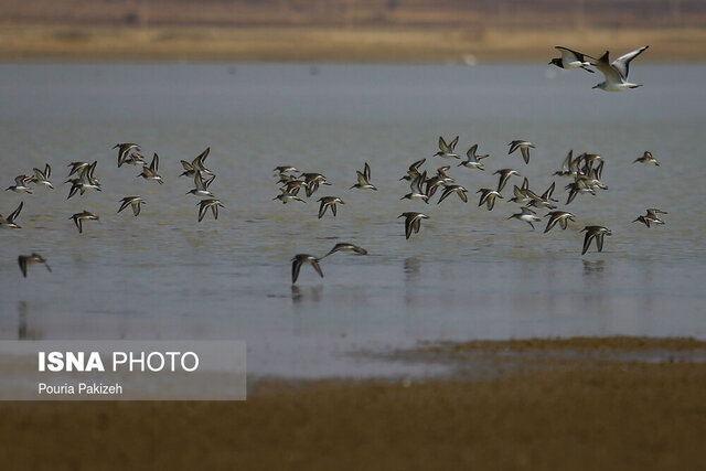 تپش زندگی در نگین غرب؛ وقتی حالِ خوش «زریوار» آرزوی تالاب‌های ایران است+ فیلم