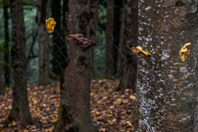 فصلِ گذار؛ وقتی رنگ‌ها آرام فرو می‌ریزند