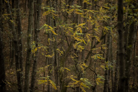 فصلِ گذار؛ وقتی رنگ‌ها آرام فرو می‌ریزند