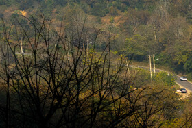 فصلِ گذار؛ وقتی رنگ‌ها آرام فرو می‌ریزند