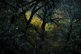 فصلِ گذار؛ وقتی رنگ‌ها آرام فرو می‌ریزند