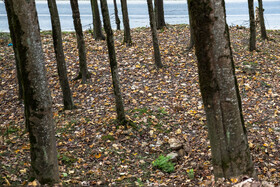 فصلِ گذار؛ وقتی رنگ‌ها آرام فرو می‌ریزند