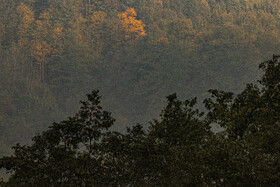 فصلِ گذار؛ وقتی رنگ‌ها آرام فرو می‌ریزند