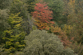فصلِ گذار؛ وقتی رنگ‌ها آرام فرو می‌ریزند