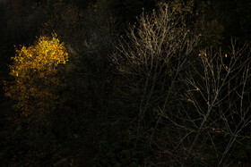 فصلِ گذار؛ وقتی رنگ‌ها آرام فرو می‌ریزند