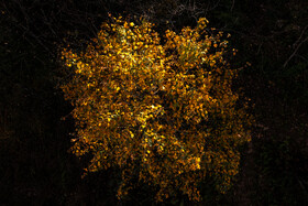 فصلِ گذار؛ وقتی رنگ‌ها آرام فرو می‌ریزند