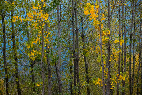 فصلِ گذار؛ وقتی رنگ‌ها آرام فرو می‌ریزند