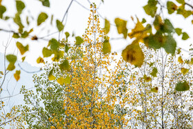 فصلِ گذار؛ وقتی رنگ‌ها آرام فرو می‌ریزند