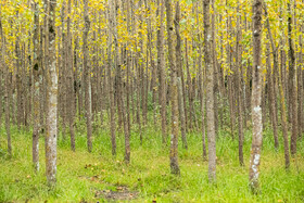 فصلِ گذار؛ وقتی رنگ‌ها آرام فرو می‌ریزند