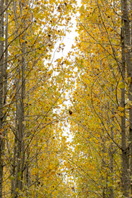 فصلِ گذار؛ وقتی رنگ‌ها آرام فرو می‌ریزند