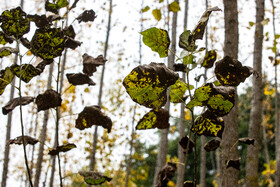 فصلِ گذار؛ وقتی رنگ‌ها آرام فرو می‌ریزند