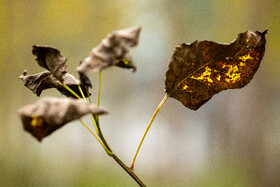 فصلِ گذار؛ وقتی رنگ‌ها آرام فرو می‌ریزند