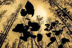 فصلِ گذار؛ وقتی رنگ‌ها آرام فرو می‌ریزند