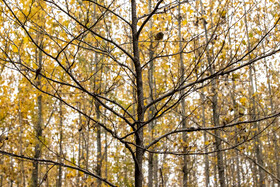 فصلِ گذار؛ وقتی رنگ‌ها آرام فرو می‌ریزند