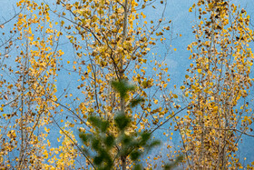 فصلِ گذار؛ وقتی رنگ‌ها آرام فرو می‌ریزند